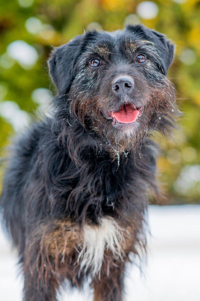 Kaufland wspólnie na rzecz zwierząt