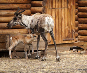 Mały renifer we wrocławskim zoo