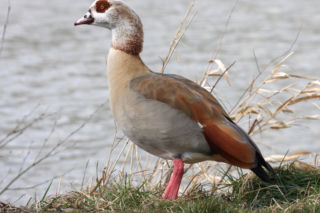 Obcy gatunek inwazyjny ptaków wyeliminowany z Małopolski. Zachowywał się agresywnie i przenosił groźne wirusy