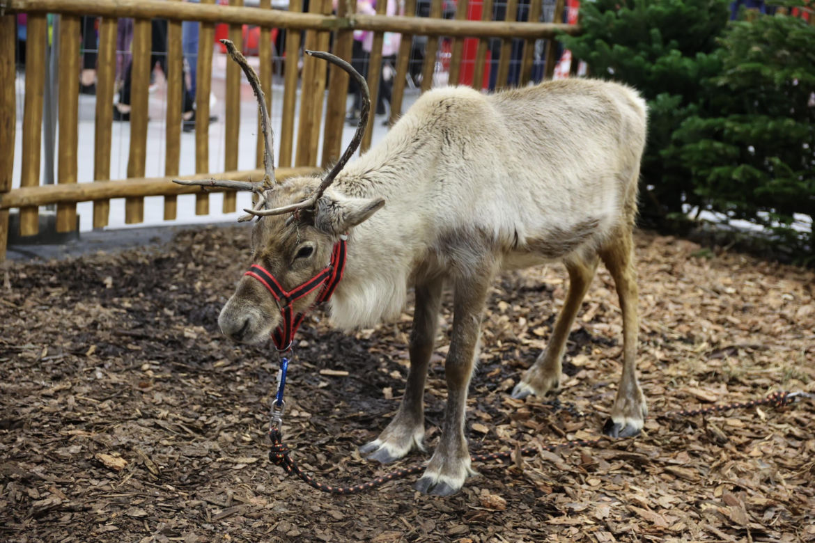 Zoopark 2024 w Lublinie. Można podziwiać wiele gatunków zwierząt