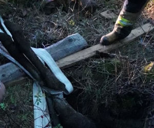Łosiniany. Nietypowa akcja strażaków. Wyciągnęli łosia z piwnicy