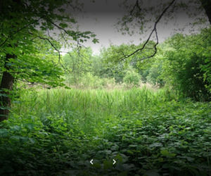 Gdzie pojechać do lasu blisko Tarnowa? Tam może ściągnąć maseczkę!