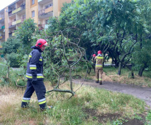 Powalone drzewa na Romera
