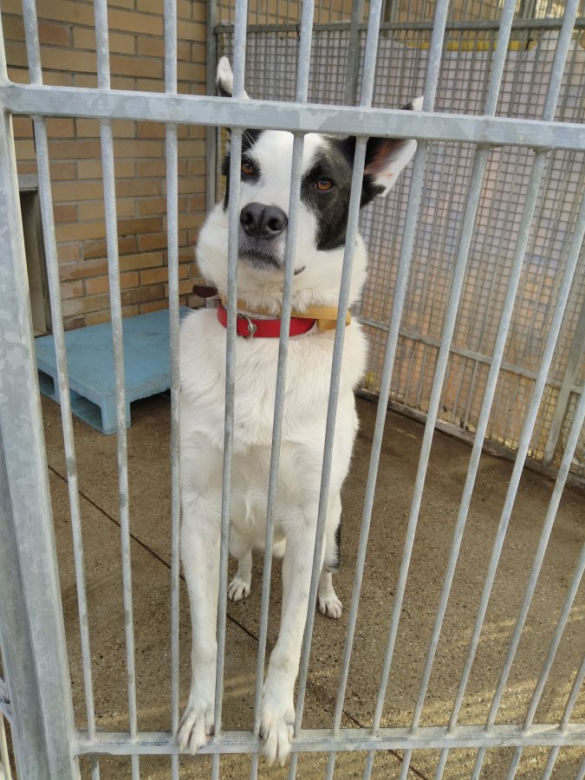 Pies do adopcji - Bono