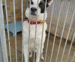 Pies do adopcji - Bono