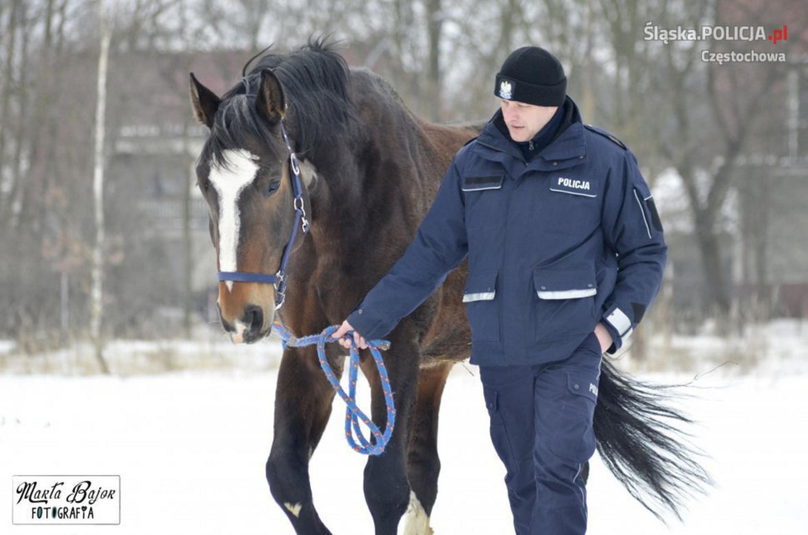 Policjanci walczą o emeryturę dla... konia. Blue Baker przez 12 lat służył w konnym oddziale policji 