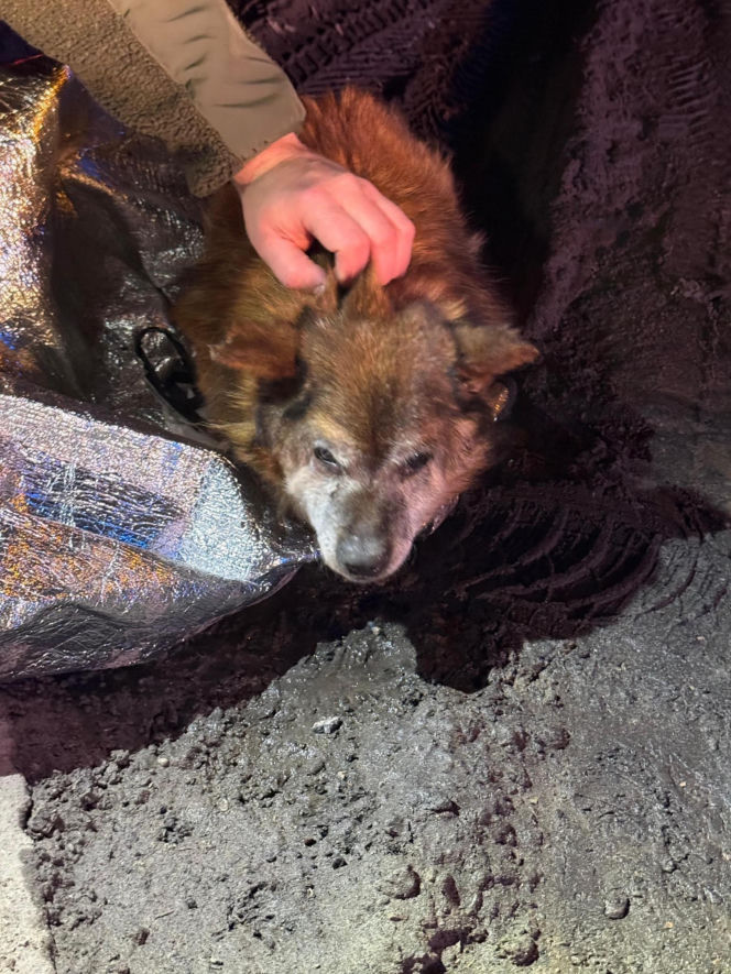 Ranny psi senior znaleziony na drodze pod Lublinem. Czy ktoś rozpoznaje tego psa?