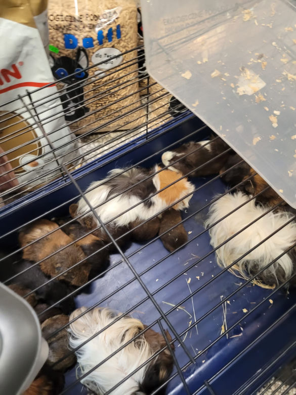Sklep zoologiczny w Bytomiu: zwierzęta w strasznych warunkach