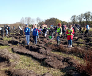 Akcja Grudziądzanie sadzą las!