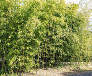 Bambus Phyllostachys