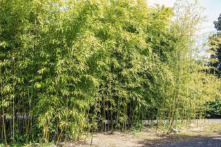 Bambus Phyllostachys
