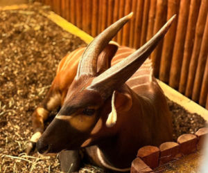 Bongo Matayo nowym lokatorem ZOO w Warszawie