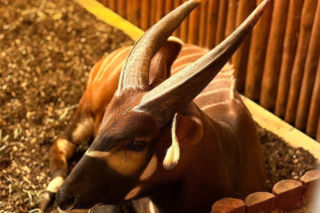 Bongo Matayo nowym lokatorem ZOO w Warszawie