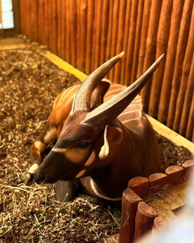 Bongo Matayo nowym lokatorem ZOO w Warszawie