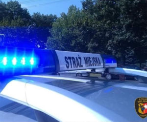 Straż Miejska w Lesznie odebrała dwa psy