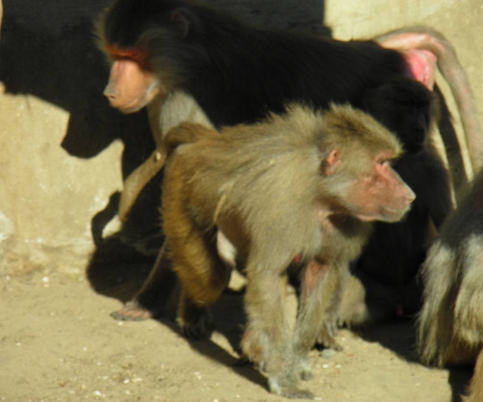 Mieszkańcy warszawskiego zoo