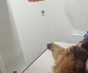 Pies konał na posesji w Dąbrowie Górniczej. Wolontariusze: To było długotrwałe znęcanie się