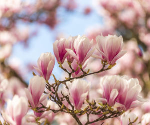 Czy kwiaty magnolii są jadalne?