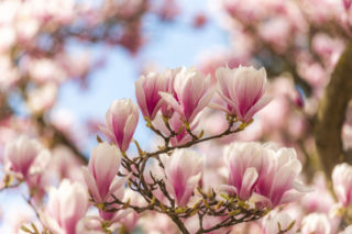 Czy kwiaty magnolii są jadalne?