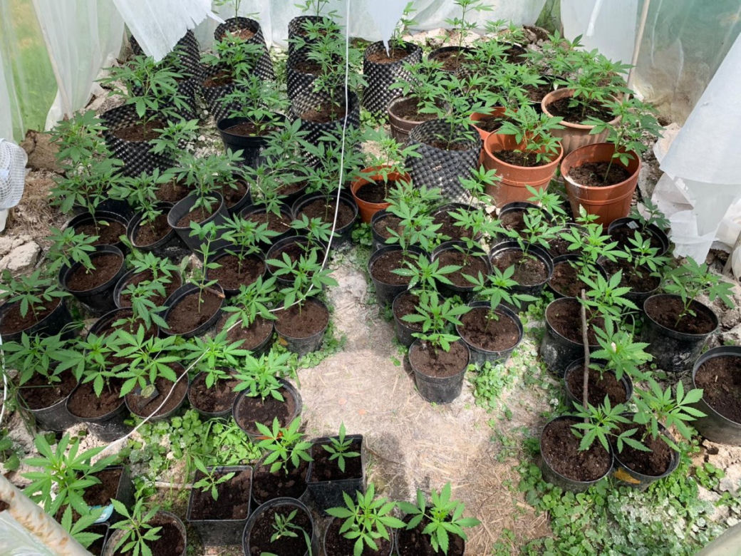 Potężna plantacja konopi pod Bochnią. Kobieta miała 116 krzaków