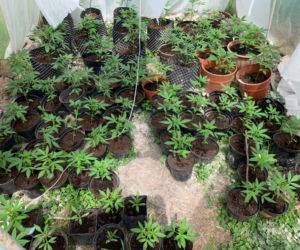 Potężna plantacja konopi pod Bochnią. Kobieta miała 116 krzaków