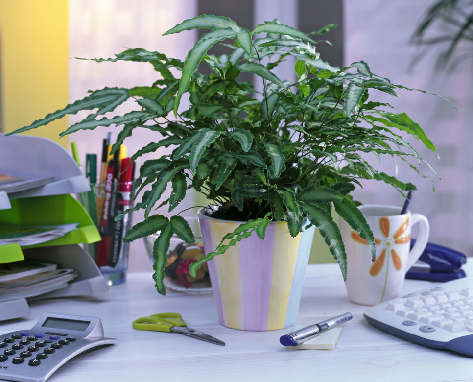 Pteris cretica