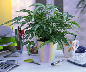Pteris cretica
