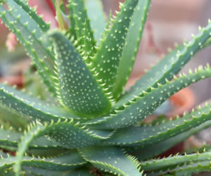Aloes