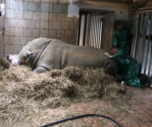 In vitro u samicy nosorożca z poznańskiego zoo