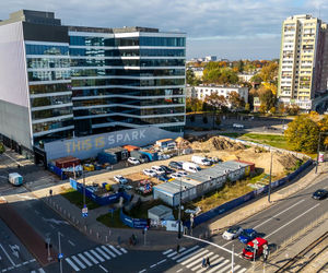 Serek wolski w Warszawie