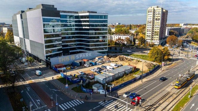 Serek wolski w Warszawie