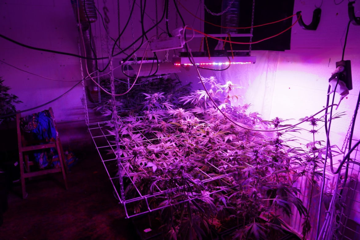 Nietypowe odkrycie policjantów z Bydgoszczy. Znaleźli plantację marihuany ukrytą za szafami! [ZDJĘCIA]