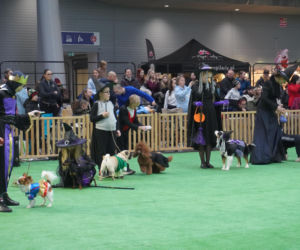 Międzynarodowa Wystawa Psów Rasowych Duo Cacib Kielce 2025