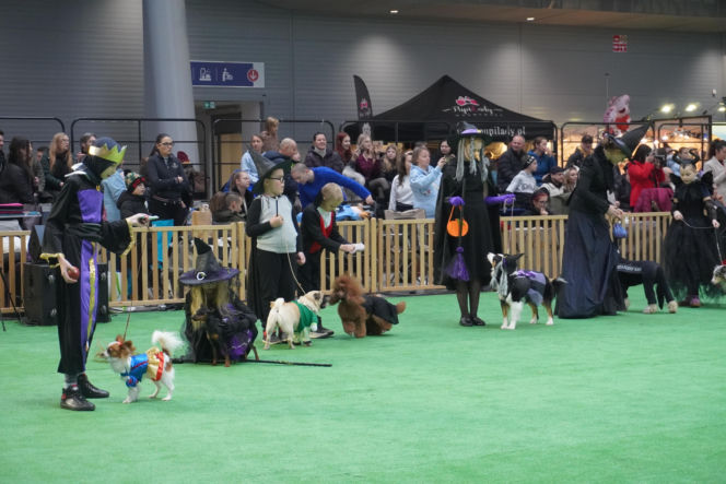 Międzynarodowa Wystawa Psów Rasowych Duo Cacib Kielce 2025