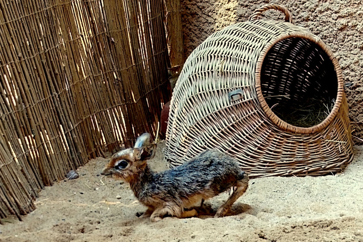 We wrocławskim zoo urodził się mały dikdik