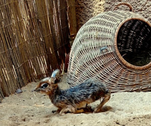 We wrocławskim zoo urodził się mały dikdik