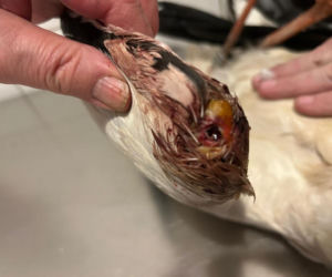 Uratowany ptak został postrzelony