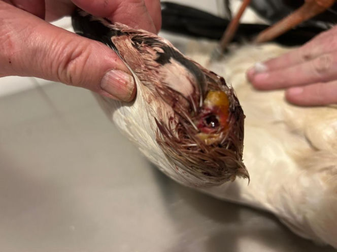 Uratowany ptak został postrzelony