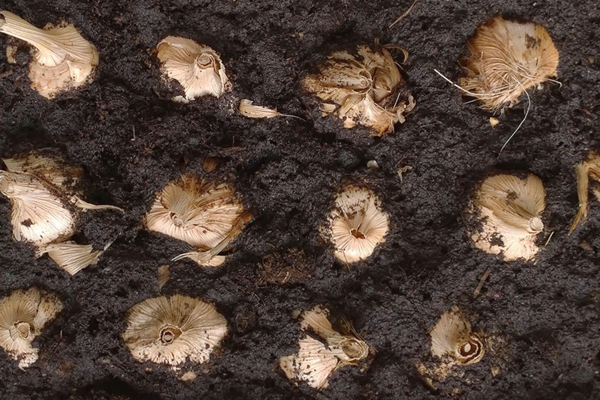 Krokosmia