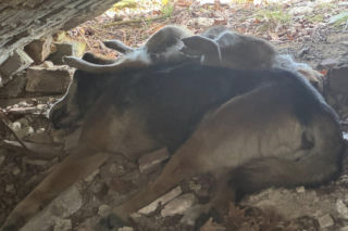 Tajemnica śmierci psów w kapliczce. Prokuratura ujawnia kolejne fakty
