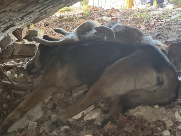 Tajemnica śmierci psów w kapliczce. Prokuratura ujawnia kolejne fakty