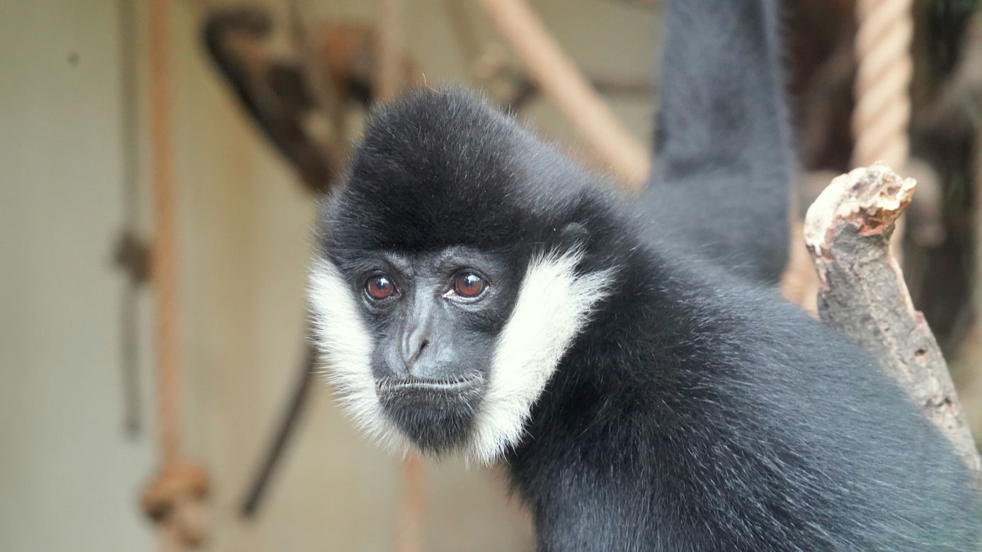 We wrocławskim zoo przyszedł na świat gibon białopoliczkowy