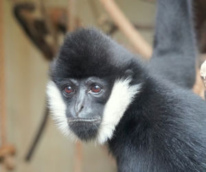 We wrocławskim zoo przyszedł na świat gibon białopoliczkowy