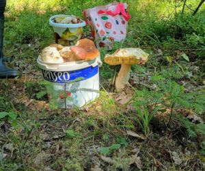 Skarby świętokrzyskich kniei. Dlaczego tegoroczny lipiec to raj dla grzybiarzy?