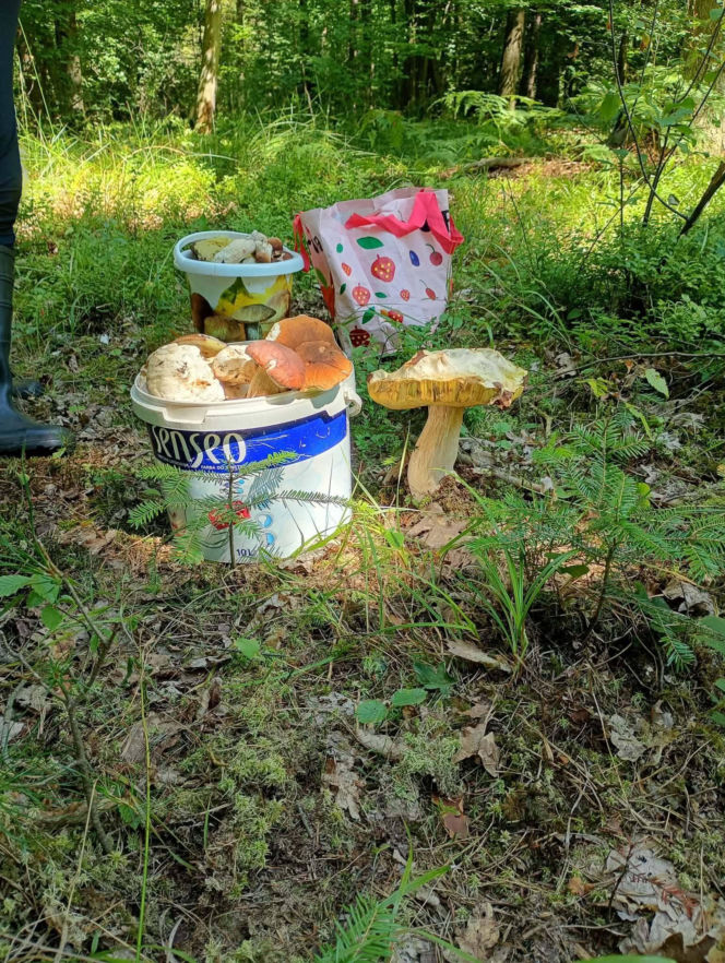 Skarby świętokrzyskich kniei. Dlaczego tegoroczny lipiec to raj dla grzybiarzy?