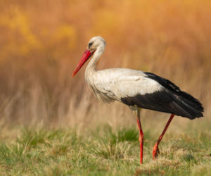 Bocian biały - symbol szczęścia i strażnik równowagi w przyrodzie