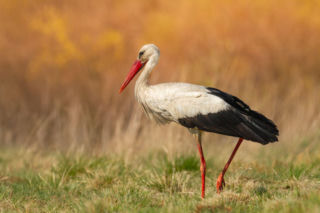 Bociany białe – cisi bohaterowie pól i łąk. Jak naprawdę pomagają naturze i ludziom? Kiedy przylecą do Polski?
