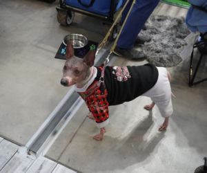 Międzynarodowa Wystawa Psów Rasowych Duo Cacib Kielce 2025