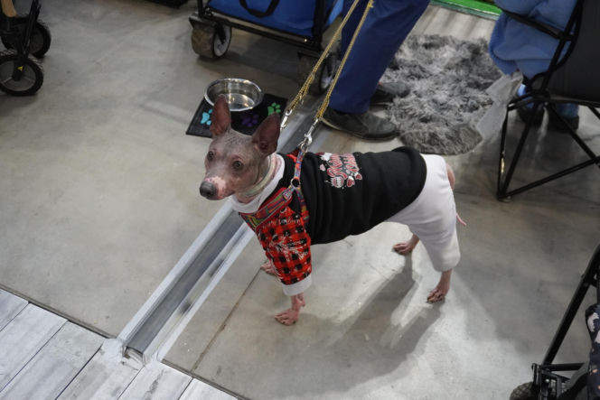 Międzynarodowa Wystawa Psów Rasowych Duo Cacib Kielce 2025