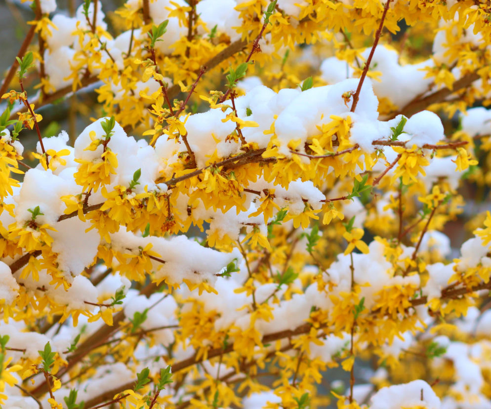 Nie tyko kwiecień plecień. Tak przepowiadały przyszłość nasze babki! Te kwietniowe przysłowia mogą zaskoczyć
